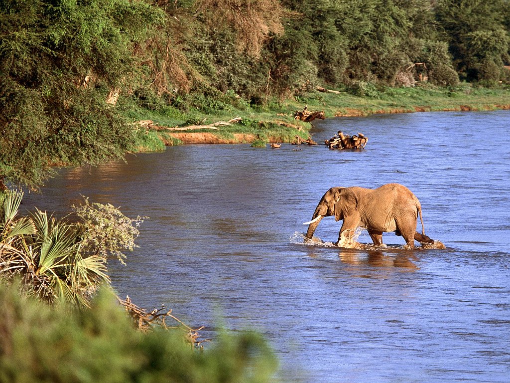 The Crossing, African Elephant